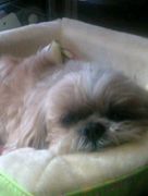 親BAKA！我が家のペット自慢