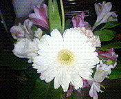 ���ι�켭ŵ��