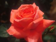 ������Ƥֽ�����