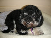 Ʊ���ѥ�Ĥ⣲�������ʤ�;͵