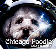 Chicago Poodle For GAY