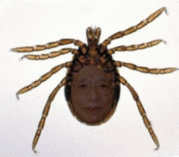 ˥