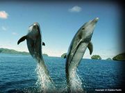 DOLPHIN☆STYLE/DIVING&SNOWBORD