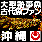 大型熱帯魚・古代魚ファン☆沖縄