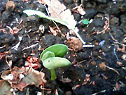 ��ߤ�ߤ�Ȫ������