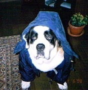 元気をくれるセントバーナード