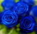 +++Blue Rose+++