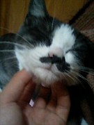 ǭ��İ����äƤ��뼫ʬ���İ���