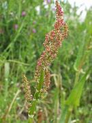 ��������Ű饭����