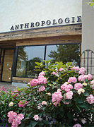 Anthropologie