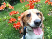 ビーグル　（ｇａｙ only）