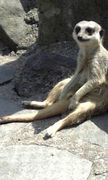 �ޤߤä����β�