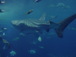 ★World’ｓ Aquarium Report！