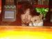 cafe��bar CAVE
