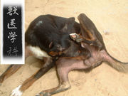 �ۡ��꡼����ɥ��