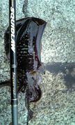 �̎������ݎ��ގ��׎̎ޡ�K245��