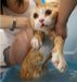 猫の入浴シーン