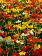 ���򤷹礤�ޤ���(for gay)