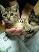 NECOCORO-�ͥ��ο�����-