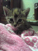 ǭ�塦ǭ���ӡ�ǭ�ؤ�ǭŪ���ʿ�