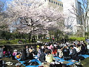 3.28新宿中央公園でお花見♪