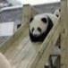 Panda Cam