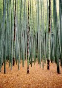 BambooGround