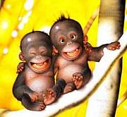 Little Monkey's Club