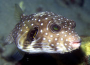 ���������⤰�깥����