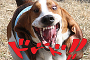 Hot Wet Basset Party