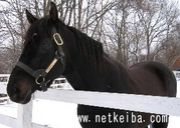 ����Υ��륷�ɡ�����θ���­��