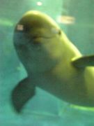 ウィウィ愛好会　旅・温泉狂