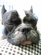 �֥Ҥˤϸ�����̾��