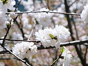 昼神温泉どうでしょう？