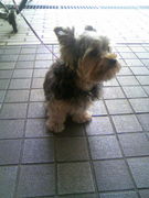 ��NICHIBI����ư�������Ύߎ���