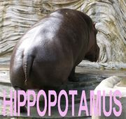 HIPPOPOTAMUS