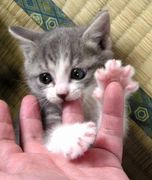 ��������ư���֤���