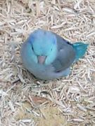 ����Υ���������뽸�ޤ��