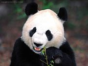 パンダを福岡市動植物園へ！