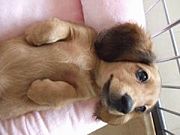 共働きでミニチュアダックス飼い