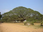 知床ネイチャープラン