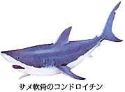 コンドロイチン