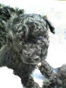 �ס��ɥ��繥���ʿͽ��ޤ졪����