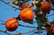 KAKI PERSIMMONS