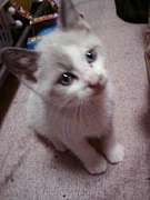 �����ꥻ�ե���������