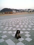 犬☆広島大・みなと公園☆散歩