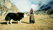 �䥯 -yak