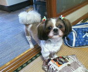 我が家のシーズー