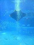 �ޥ����쥤�����ʸ������