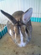 ��̣ϣ֣ť�ӥå�